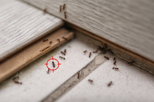 Trusted Brookfield, MO Pest Control Experts